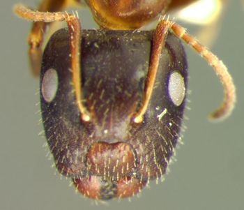 Media type: image; Entomology 21545   Aspect: head frontal view